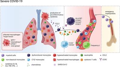 Monocytes and Macrophages in COVID-19